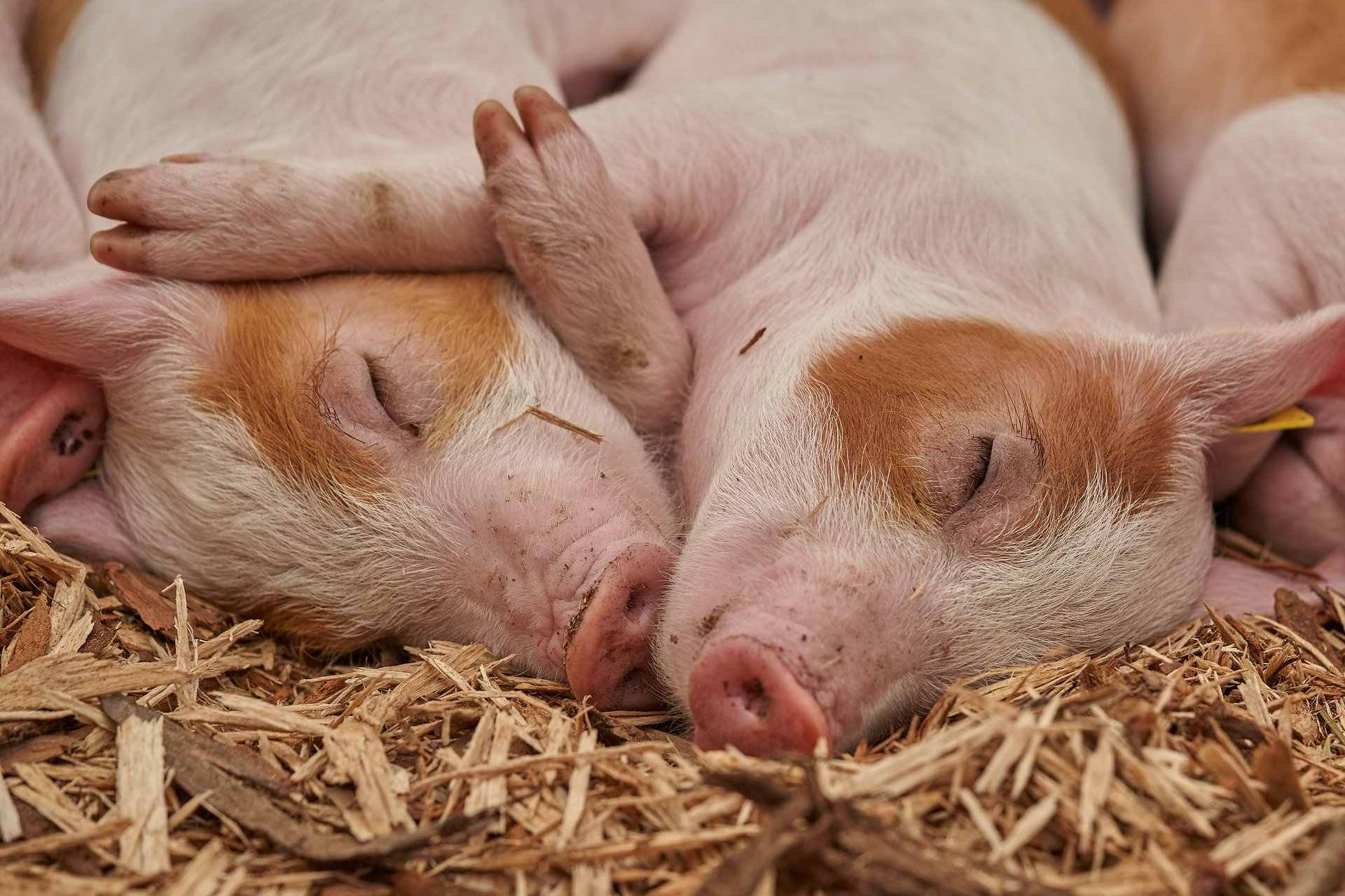 Zwei schlafende Ferkel